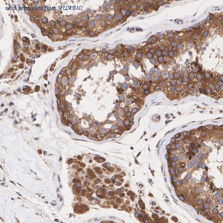 HUABIO HA722660 image 3