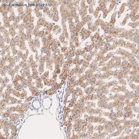 HUABIO HA722670 image 2