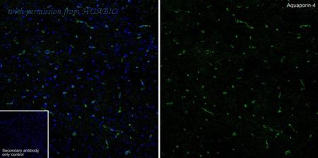 HUABIO HA722672 image 2