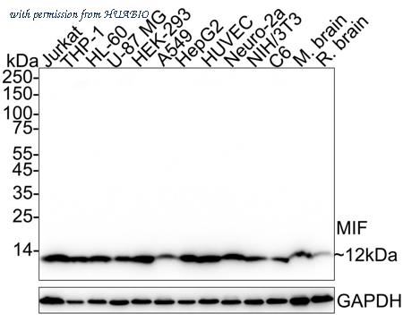 HUABIO HA722674 image 1