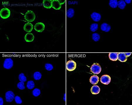 HUABIO HA722674 image 2