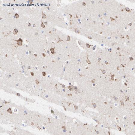 HUABIO HA722675 image 3