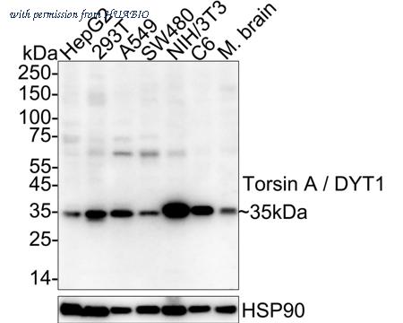 HUABIO HA722686 image 1