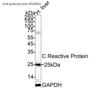 HUABIO HA722687 image 1
