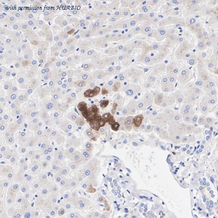 HUABIO HA722687 image 2