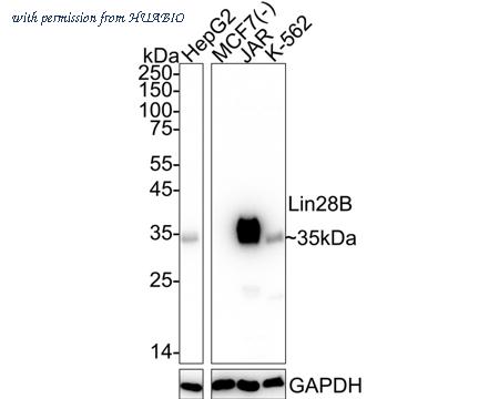 HUABIO HA722688 image 1