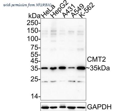 HUABIO HA722690 image 1