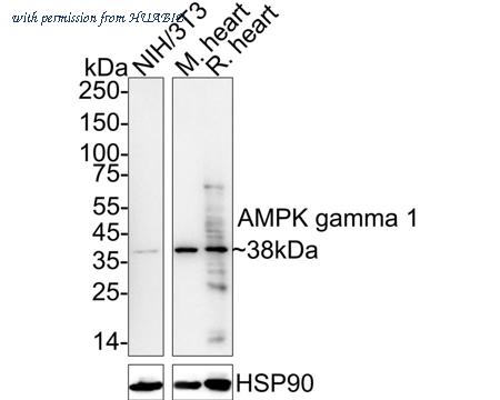 HUABIO HA722691 image 2