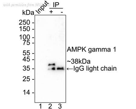 HUABIO HA722691 image 3