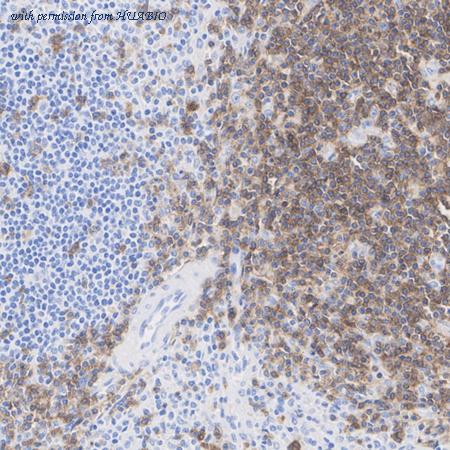 HUABIO HA722692 image 2