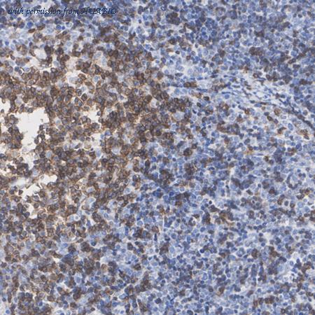 HUABIO HA722692 image 3