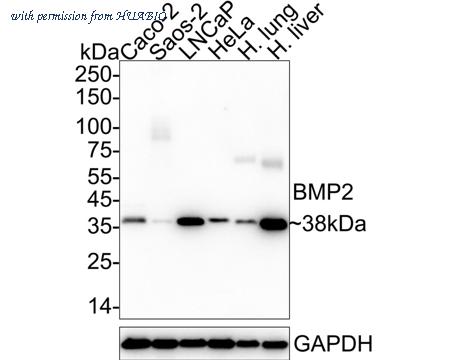 HUABIO HA722693 image 1