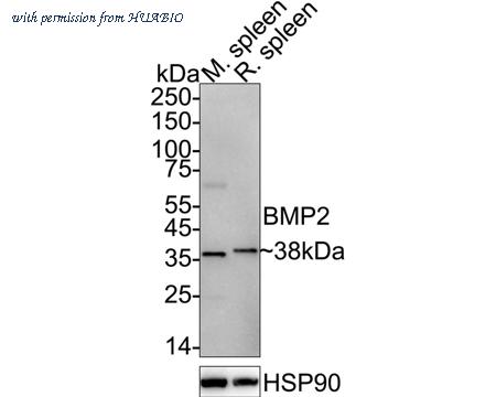 HUABIO HA722693 image 2