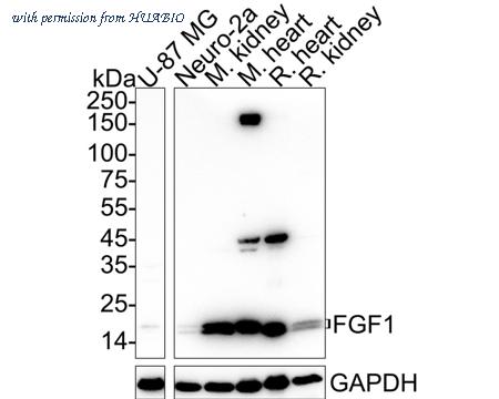 HUABIO HA722695 image 1