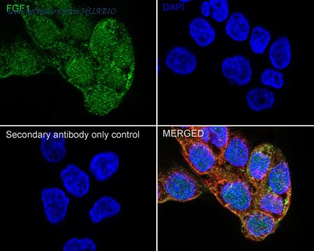 HUABIO HA722695 image 2