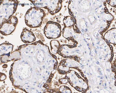 HUABIO HA722701 image 1