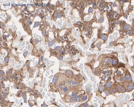 HUABIO HA722701 image 2