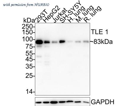 HUABIO HA722702 image 1