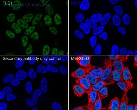 HUABIO HA722702 image 2