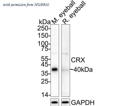 HUABIO HA722707 image 1