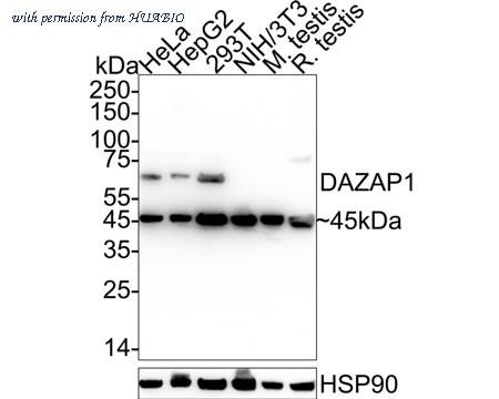 HUABIO HA722710 image 1