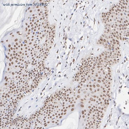 HUABIO HA722710 image 3