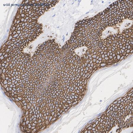 HUABIO HA722716 image 2