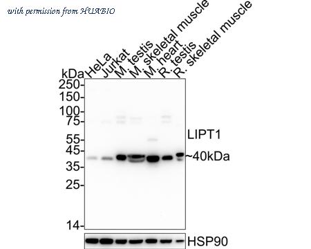 HUABIO HA722717 image 1