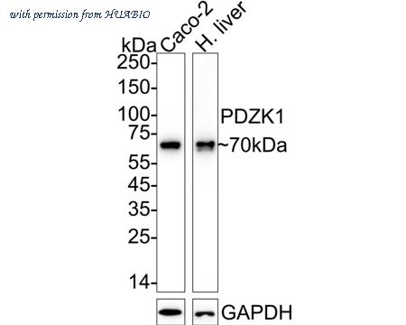 HUABIO HA722729 image 1