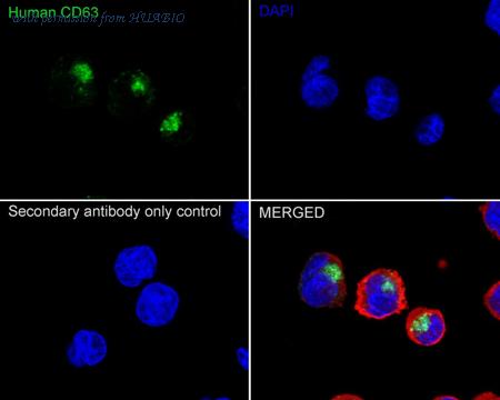 HUABIO HA722731 image 2