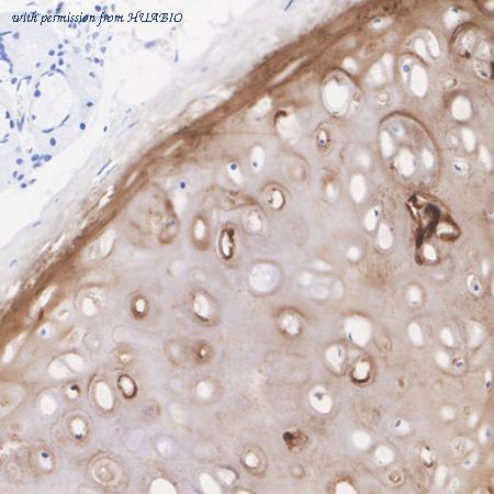 HUABIO HA722733 image 2