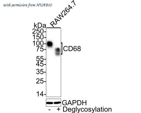 HUABIO HA722737 image 2