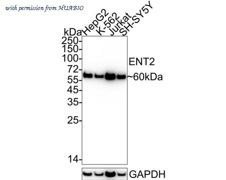 HUABIO HA722746 image 1