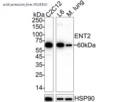 HUABIO HA722746 image 2