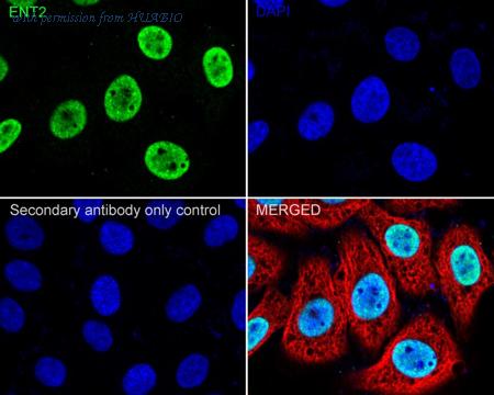 HUABIO HA722746 image 3