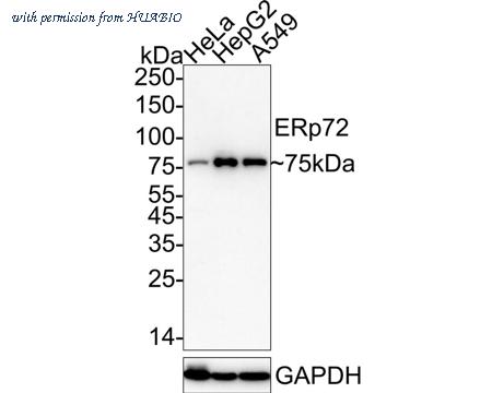 HUABIO HA722749 image 1