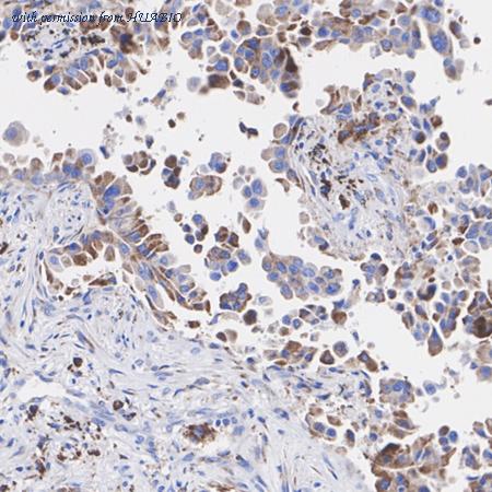 HUABIO HA722749 image 3