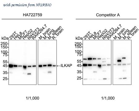 HUABIO HA722759 image 1