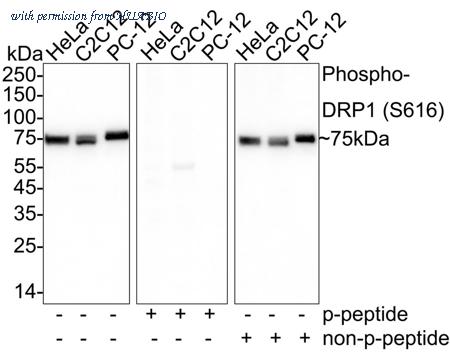 HUABIO HA722760 image 3