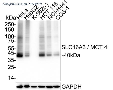 HUABIO HA722766 image 1