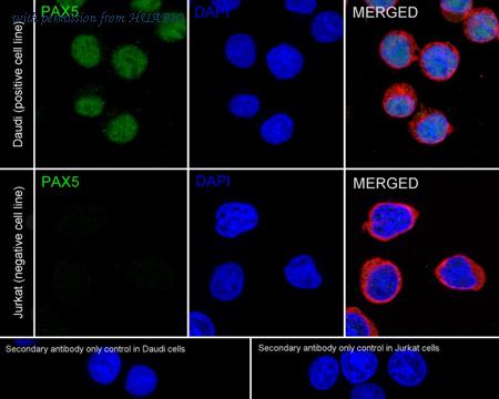 HUABIO HA722777 image 2