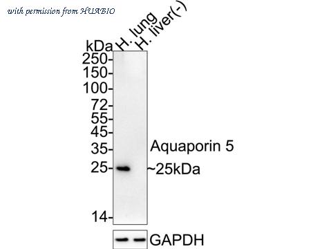 HUABIO HA722781 image 1