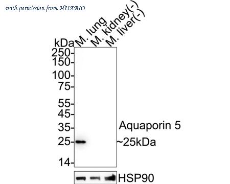 HUABIO HA722781 image 2