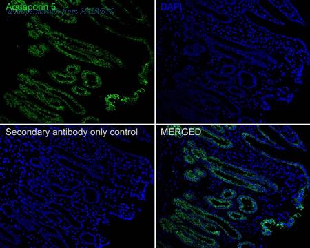 HUABIO HA722781 image 3