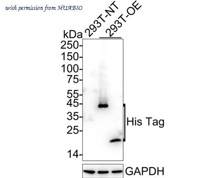 HUABIO HA722798 image 1