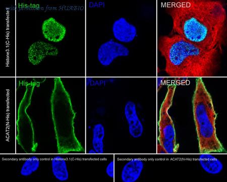 HUABIO HA722798 image 2