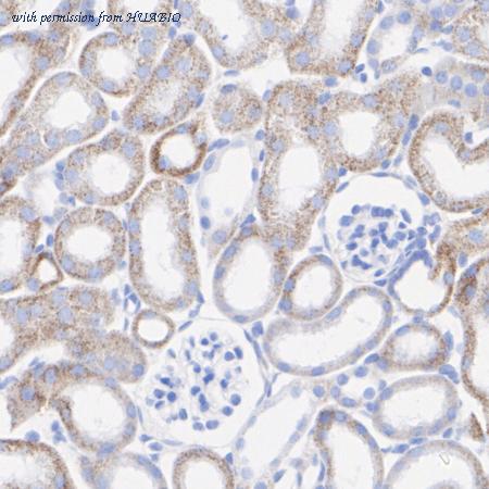 HUABIO HA722811 image 3