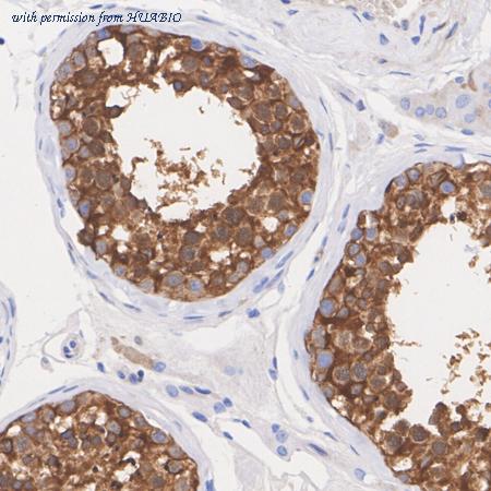 HUABIO HA722813 image 3