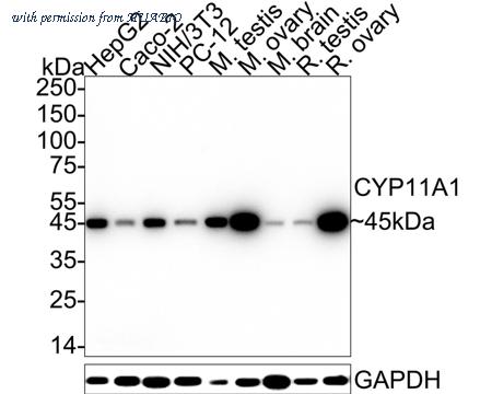 HUABIO HA722814 image 1
