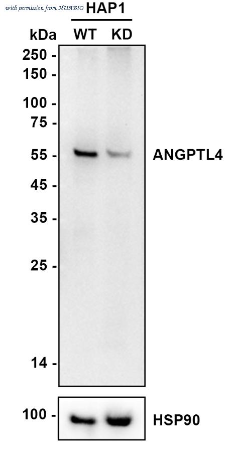 HUABIO HA722823 image 2